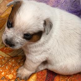 Robin - Red speckled male Australian Cattle Dog puppy in Billings, Montana from Sugarloaf French bulldogs and Australian cattle dogs