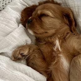 Cavalier King Charles Spaniels from True Heart Cavaliers llc