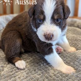 Duce - Red tri-color Australian Shepherd puppy in Grand Island, Nebraska from Heaven Scent Aussies