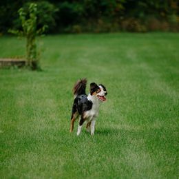 Border Collie All Grown Up from Rising Tide Border Collies