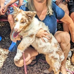 Australian Shepherds from Southern Heritage Aussies