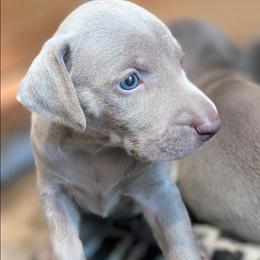 Silver girl 4 - Silver gray female Weimaraner puppy in Rancho Cucamonga, California from Freehart's Weimaraners
