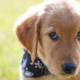 Golden Retrievers from Penny Lane Goldens of Derby Kansas