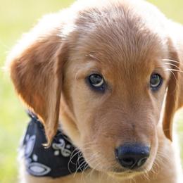 Golden Retrievers from Penny Lane Goldens of Derby Kansas