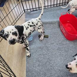 Mila - White and black female Dalmatian puppy in Adkins, Texas from Rock'N'Spark Dalmatians