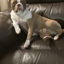 Boston Terrier puppies from Best Friend Bostons