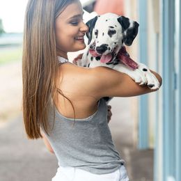 Dalmatian Puppies from Sublime Dalmatians