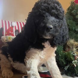 Poodles from Sassy Poodles and Doodles