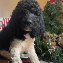 Poodles from Sassy Poodles and Doodles