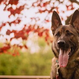 German Shepherds from Sonnengold German Shepherds