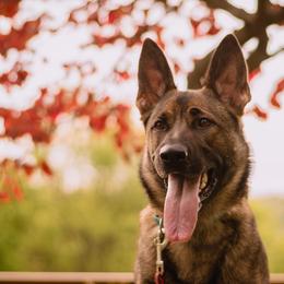 German Shepherds from Sonnengold German Shepherds