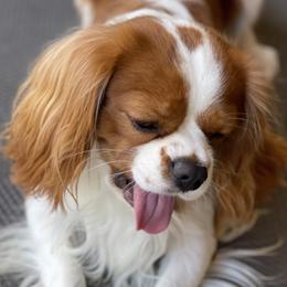 Cavalier King Charles Spaniels from Black Mountain Ranch