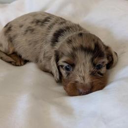 Lemon- 3600 - Dapple female Dachshund puppy in Sonora, Kentucky from Maple Hill Miniature Dachshunds