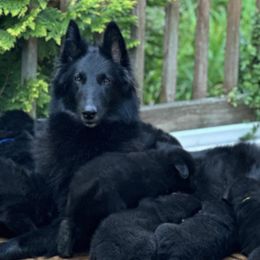 Belgian Sheepdog puppies from Chancery Belgians