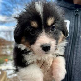 Yellow Collar Girl Noel - Black and tan female Pembroke Welsh Corgi puppy in Paris, Kentucky from Flat Run Corgis
