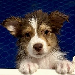 Boy 2 - Red tri-color Australian Shepherd puppy in Alamogordo, New Mexico from Two Nichols Aussies