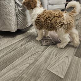 Bernedoodle, Cavapoo, and Newfypoo Puppies from Peaceful Pines LLC