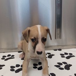 Boy 1 - Fawn male Whippet puppy in Virginia from RAJOPA WHIPPETS