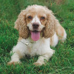 Sassi - Cocker Spaniel