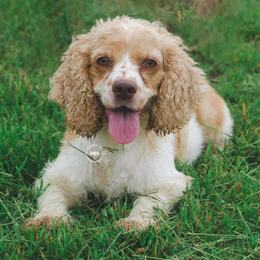 Sassi - Cocker Spaniel