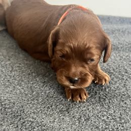 Cockapoo Puppies from Brevard County Cockapoos
