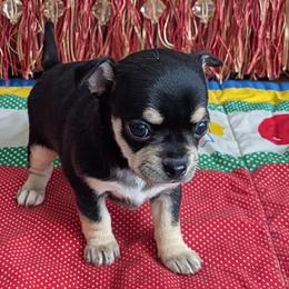 Rosalynn - Black and tan female Chihuahua puppy in Leominster, Massachusetts from House of Lil  Paw