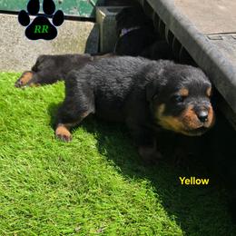 Yellow - Black and mahogany female Rottweiler puppy in Tangent, Oregon from Raya's Royals