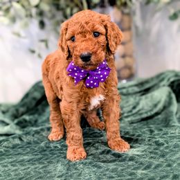 Miss Purple - Red  female Goldendoodle puppy in Greenwood, Louisiana from GoldenFido