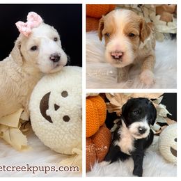 Newfoundland, Newfypoo, and Sheepadoodle Puppies from Sweet Creek Pups