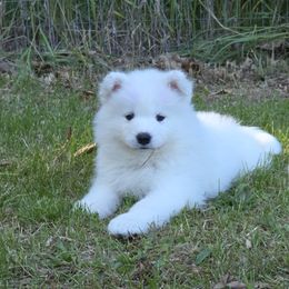 Samoyed Puppies from Limelight Samoyeds