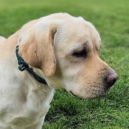 Labrador Retrievers from Stone Shoe Ranch Labrador Retrievers