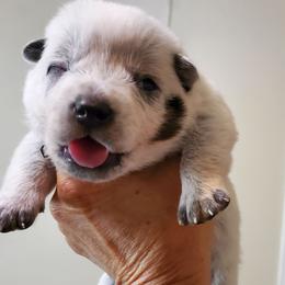 Cheek mark - Blue speckled male Australian Cattle Dog puppy in Lenoir, North Carolina from Blue Coyote Ranch
