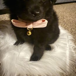 Companion Cross Puppies from 🐾 Alexander’s Little Angels 🐾