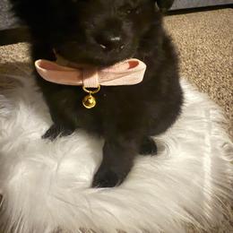 Companion Cross Puppies from 🐾 Alexander’s Little Angels 🐾