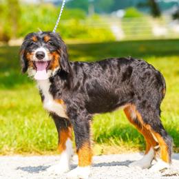 Shetland (socialization program graduate) - Tri-color female Bernedoodle puppy in Dundee, Ohio from Down Home Doodle