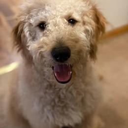 Goldendoodle All Grown Up from Ellie & Co. Doodles