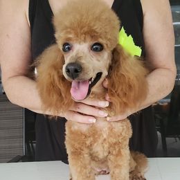 Jule - Poodle