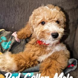 Red Collar - London, England - Phantom male Goldendoodle puppy in Eunice, Louisiana from Maison De Pawz