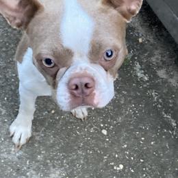 Boston Terrier All Grown Up from Nettles Nuggets