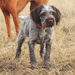 Wirehaired Pointing Griffons from Mary's Wirehaired Pointing Griffons