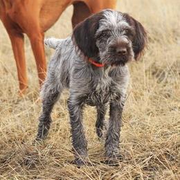Wirehaired Pointing Griffons from Mary's Wirehaired Pointing Griffons
