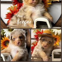 7 Keeper - Red merle female Australian Shepherd puppy in Huntington, Texas from JKKJ Farms, LLC