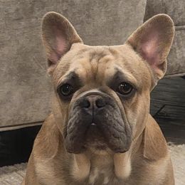 Goose - French Bulldog
