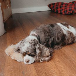 Cocker Spaniel Puppies from Bluff Country Cockers