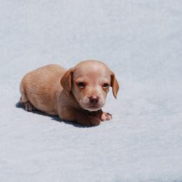 AKC Trooper - Dapple male Dachshund puppy in Billings, Missouri from Bundles of Joy