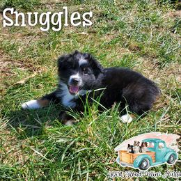Snuggles - Black Miniature Australian Shepherd puppy in North Carolina from Dirt Road Mini Aussies