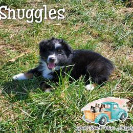 Snuggles - Black Miniature Australian Shepherd puppy in North Carolina from Dirt Road Mini Aussies