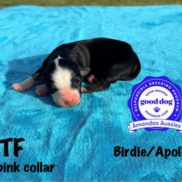 BTM pink collar - Black tri-color female Australian Shepherd puppy in Greenville, Texas from Amandas Aussies