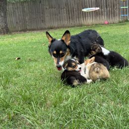 Pembroke Welsh Corgi Puppies from Sherwood Acres Pembrokes