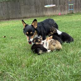 Pembroke Welsh Corgi Puppies from Sherwood Acres Pembrokes